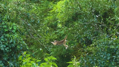 Howler monkey 動画素材 196010937