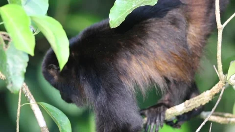 Howler Monkey Stock Footage 212145724