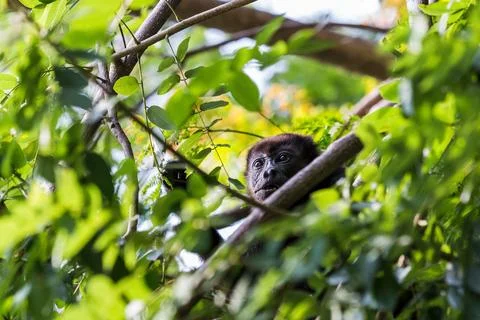 Howler monkey framed in the tree Stock Photos