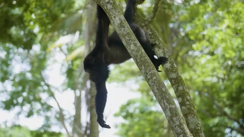 Howler Monkey Hanging On Jungle Tree 4K 스톡 동영상 94471294