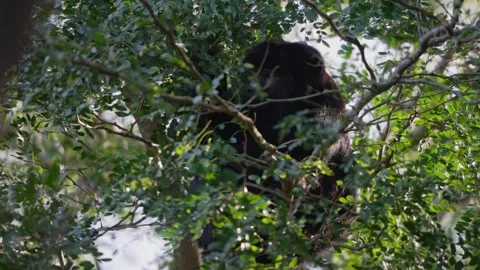 Howler Monkey Hidden Among Lush Tree Branches Stock Footage 336465097