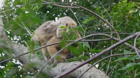 Howler Monkey with Infant Climbing a Tree Branch in Dense Jungle Stock Footage 337504898