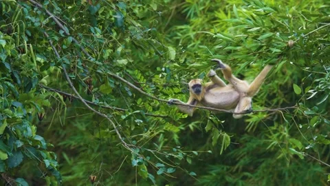 Howler monkey junior 動画素材 196005199