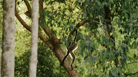 Howler Monkey Leaping in Backlit Jungle at Tikal Mayan Ruins, Maya Biosphere Stock Footage 341064240