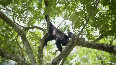 Howler Monkey Looking At Camera In Jungle Stabilized Footage 4K 스톡 동영상 94471255