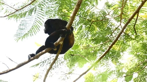 Howler monkey medium Stock Footage 126879335