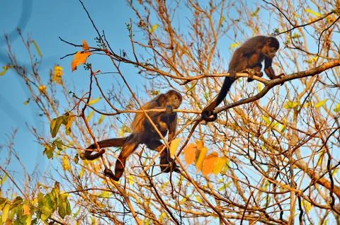 Howler monkey moving in the tree canopy Stock Photos