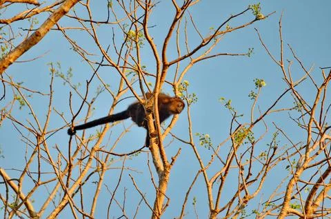 Howler monkey moving in the tree canopy Stock Photos