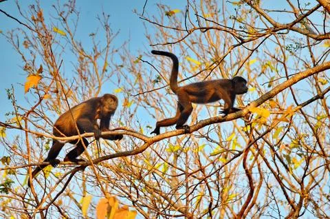 Howler monkey moving in the tree canopy Stock Photos