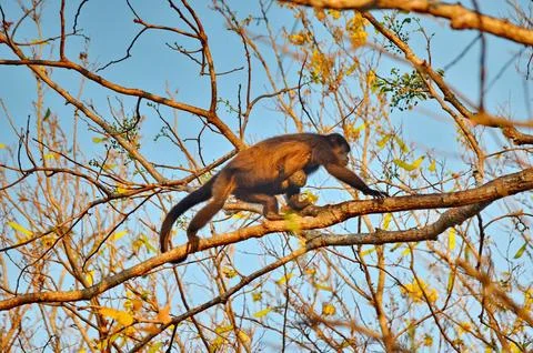 Howler monkey moving in the tree canopy Stock Photos
