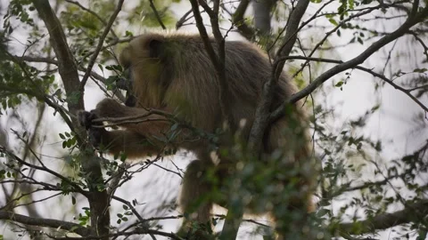 Howler Monkey Navigating Through Dense Tree Branches Stock Footage 336465102