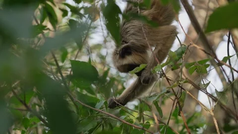 Howler Monkey Navigating Through Dense Jungle Foliage Stock Footage 336465113