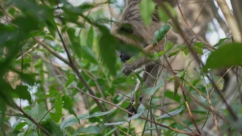 Howler Monkey Navigating Through Dense Foliage in Natural Habitat Stock Footage 337142375