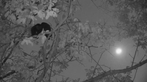 Howler Monkey Pair Monkeys Sleeping Resting in Jungle Treetop Night Full Moon Vídeo Stock 134005769