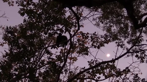 Howler Monkey Pair Sitting Resting On Branch in Tree Full Moon Dawn Morning Stock Footage 134006168