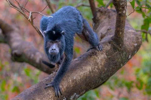 Howler Monkey in the Pantna Stock Photos