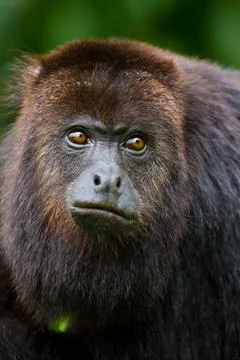 Howler monkey Stock Photos