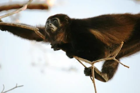 Howler monkey Stock Photos