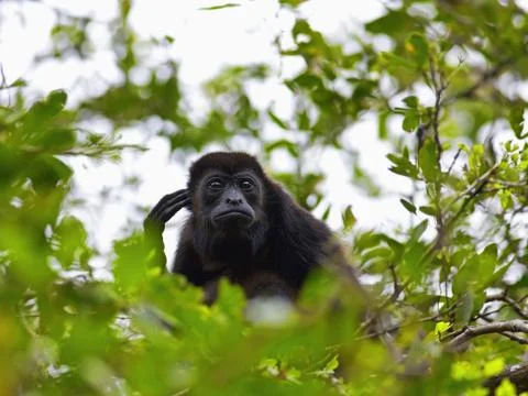 A Howler monkey Stock Photos