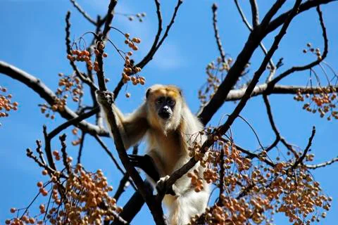 Howler Monkey Stock Photos