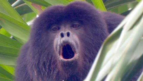 Howler Monkey Stock Photos