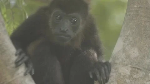 Howler Monkey in Rainforest Stock Footage 271665232