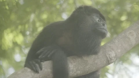 Howler Monkey in Rainforest Stock Footage 271665318