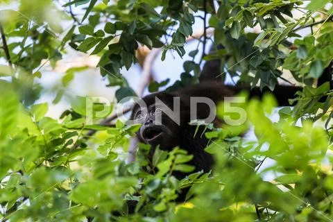 A howler monkey reaches out for a branch full of lush green leaves Stock Photos