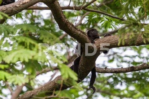 A howler monkey relaxes after a big feed. Stock Photos