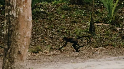 Howler Monkey Running and Leaping on Trees at Tikal Ruins, Maya Biosphere Stock Footage 341429781