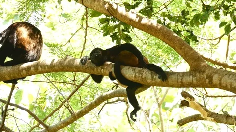 Howler monkey scratching Stock Footage 126879131