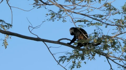 Howler Monkey Sentinal Stock Footage 87268446