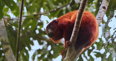 Howler monkey sitting quietly in the canopy, basking in warm sunlight amid lush Stock Footage 298211244