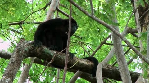Howler monkey sitting in a rainforest tree during strong wind Stock Footage 12579886