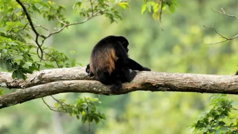 Howler Monkey Sitting on Tree Branch in Lush Rainforest Stock Footage 310706333