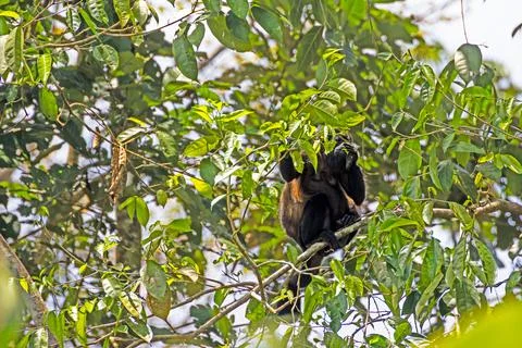 Howler monkey sitting in tree canopy Фото