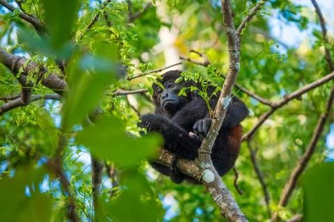 Howler Monkey Sitting in a Tree Surrounded by Green Leaves in the Rainfores.. Stock Photos