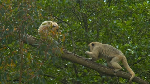Howler monkey steals leaves and climbs over other monkey Stock Footage 114403354