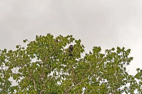 Howler monkey in a tall rain forest tree Stockfoto's