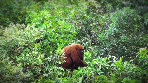 Howler monkey on top of a tree Vídeos de archivo 50652811
