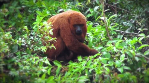 Howler monkey on top of a tree Stock-Footage 50652814