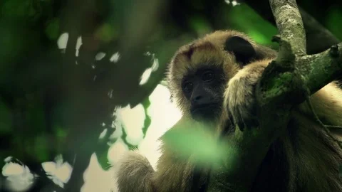 Howler Monkey in a tree Stock Footage 73075242