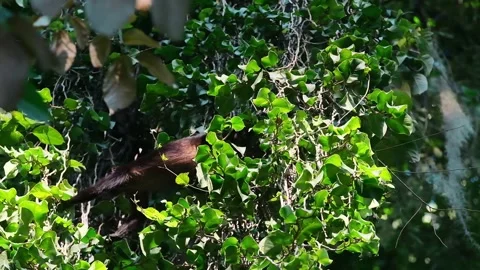 Howler monkey in a tree Stock Footage 241002259