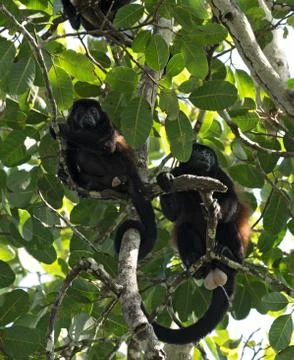 Howler monkey in a tree on an island in Gulf of Chiriqui panama Stock Photos