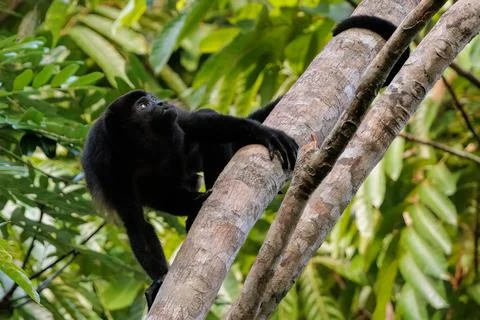 Howler monkey on a tree looking upward in Corcovado national park, Costa Rica Stock Photos