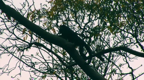 Howler monkey in tree1 Stock Footage 998627