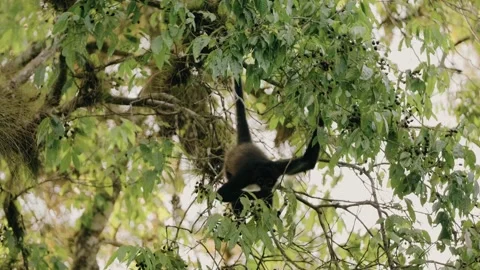 Howler monkey in the trees of the mayan northern jungle of Tikal, peten in Stock Footage 342065055