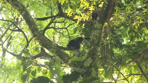 Howler monkey, Veracruz, Mexico Stock Footage 97930188