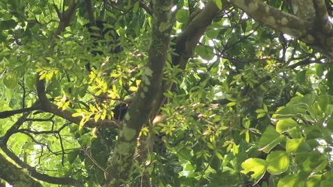 Howler monkey, Veracruz, Mexico Stock Footage 97930214