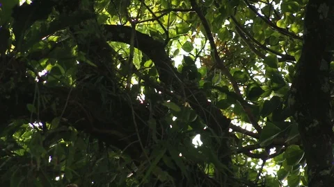 Howler monkey, Veracruz, Mexico Stock Footage 97930225